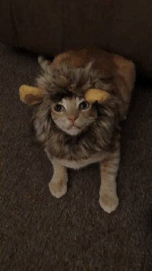 cat lion